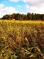 Phragmites australis altissimus