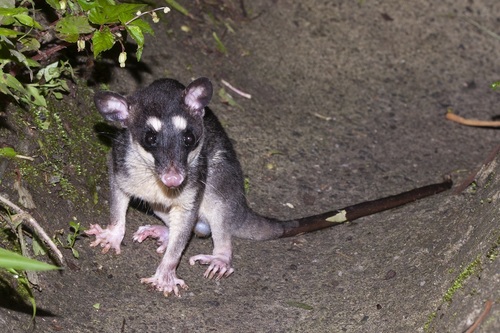 Dark Four-eyed Opossum