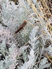 Stenobothrus rubicundulus