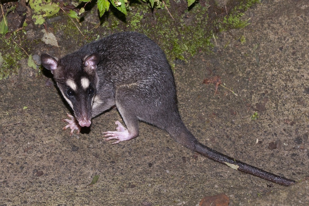black four-eyed opossums