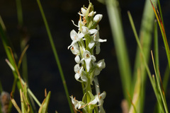 Platanthera dilatata leucostachys