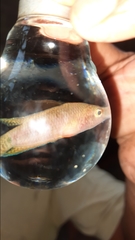 Pseudosphromenus cupanus