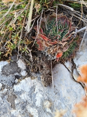 Sempervivum heuffelii