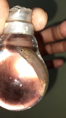 Pseudosphromenus cupanus