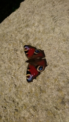 Aglais io