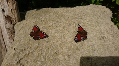 Aglais io
