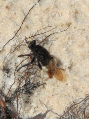 Eccritosia barbata