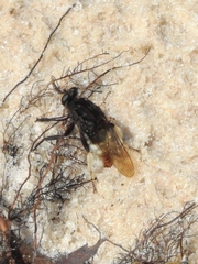 Eccritosia barbata