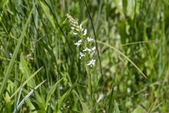 Platanthera dilatata leucostachys