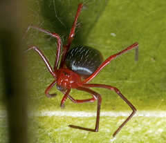 Dimidamus dimidiatus