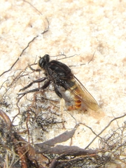 Eccritosia barbata
