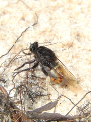 Eccritosia barbata