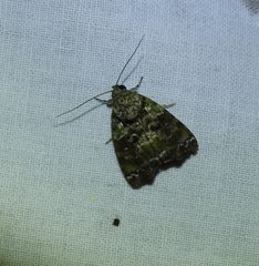 Blenina viridata