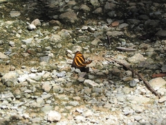 Athyma nefte subrata