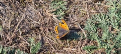 Lycaena phlaeas