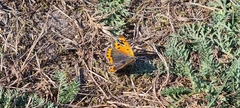 Lycaena phlaeas