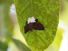 Tagiades calligana