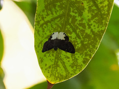 Tagiades calligana