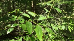 Lonicera canadensis