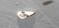 Cliniodes ostreonalis