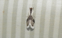 Cliniodes ostreonalis