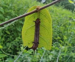 Euploea core