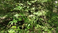 Lonicera canadensis