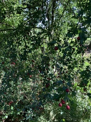 Crataegus