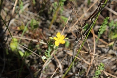 Hypericum denticulatum