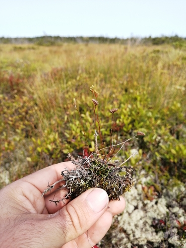 Little curlygrass fern (Schizaea pusilla)