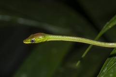 Oxybelis brevirostris