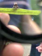 Microcentrus perditus