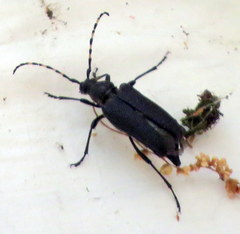 Stictoleptura canadensis