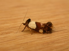 Placocosma resumptella