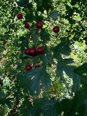 Crataegus