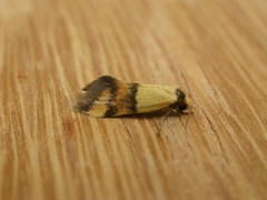 Temnogyropa stenomorpha