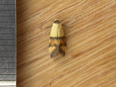 Temnogyropa stenomorpha