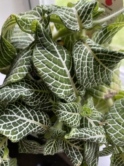 Fittonia