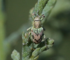 Coniatus splendidulus