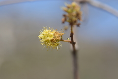 Combretum albidum