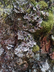 Erioderma pedicellatum