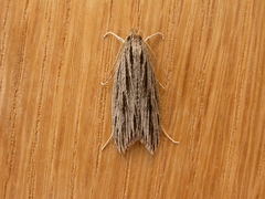Leistarcha scitissimella