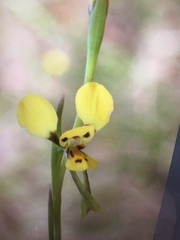 Diuris chrysantha