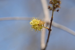 Combretum albidum
