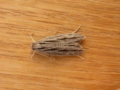 Leistarcha scitissimella