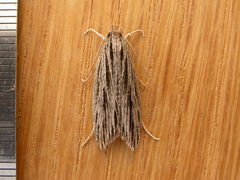Leistarcha scitissimella