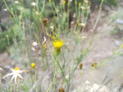 Porophyllum scoparium