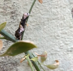 Heraclides thoas brasiliensis