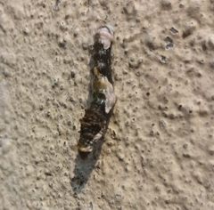 Heraclides thoas brasiliensis