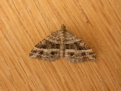 Chrysolarentia subrectaria